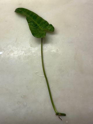 Estaca Philodendron Paraiso Verde