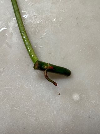 Estaca Philodendron Paraiso Verde