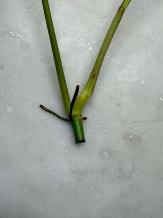 Estaca Philodendron 'Paraiso Verde'