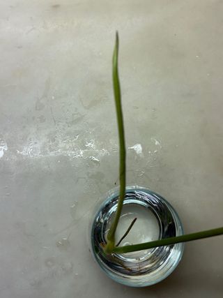 Estaca Philodendron 'Paraiso Verde'