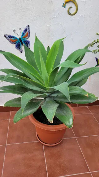 Planta Agave Attenuata