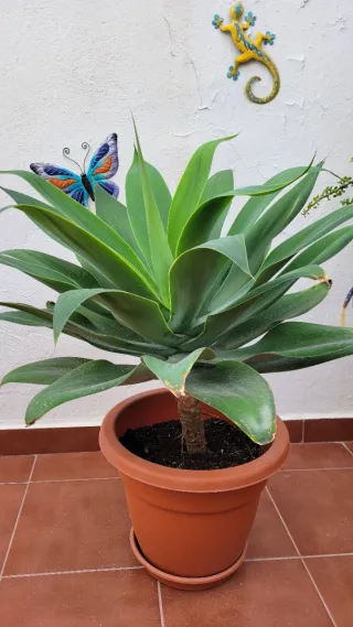 Planta Agave Attenuata