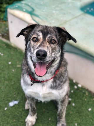 Paseadora De Perros, CHICLANA