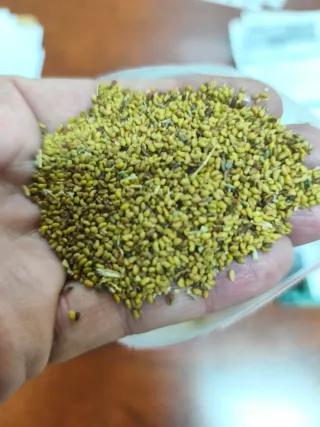 Semilla de Alfalfa Aragón - Producción Propia