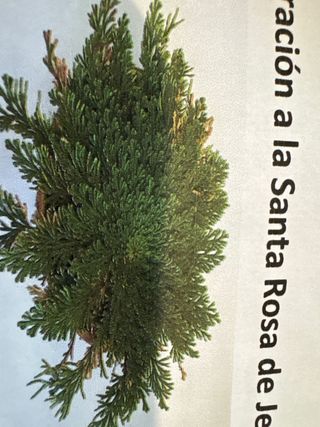 Lote 5 Rosas de Jericó