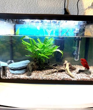 Pecera 20L con accesorios