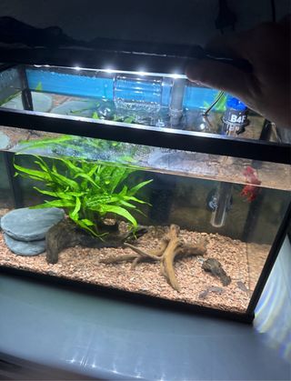 Pecera 20L con accesorios