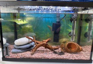 Pecera 20L con accesorios