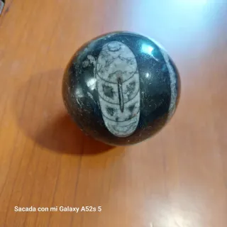 Fosil de belemnite pulido  Diámetro 6cm