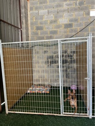 Boxes / Casetas / Jaulas para Perros