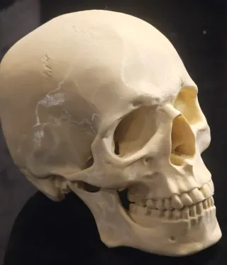 Replica di cranio umano. Scanner medico