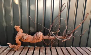 Raíz/tronco XL Decoración acuario OFERTA!