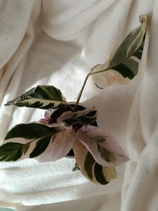 Calathea White Fusion Planta