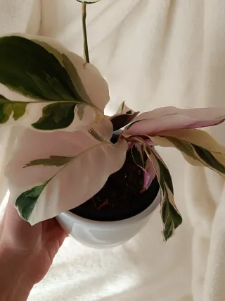 Calathea White Fusion Planta