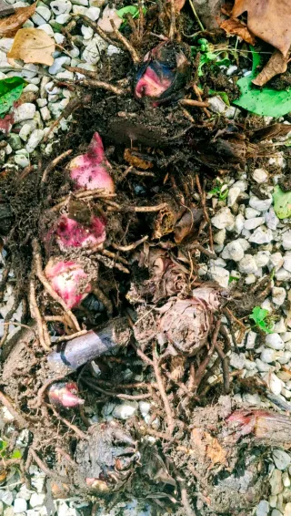 Aligustres 2,50 euros miden entre 55 y 75 ctmtrs.