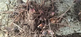 Aligustres 2,50 euros miden entre 55 y 75 ctmtrs.