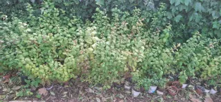 Aligustres 2,50 euros miden entre 55 y 75 ctmtrs.