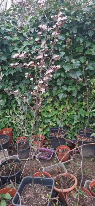 Aligustres 2,50 euros miden entre 55 y 75 ctmtrs.