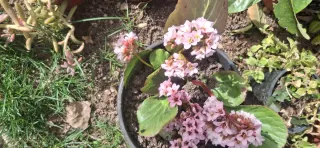 Aligustres 2,50 euros miden entre 55 y 75 ctmtrs.