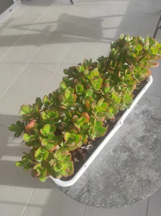 Planta Jade Crassula Ovata