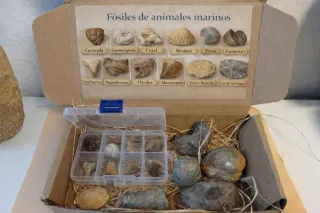 Caja Regalo Fósiles Marinos - 14 Piezas