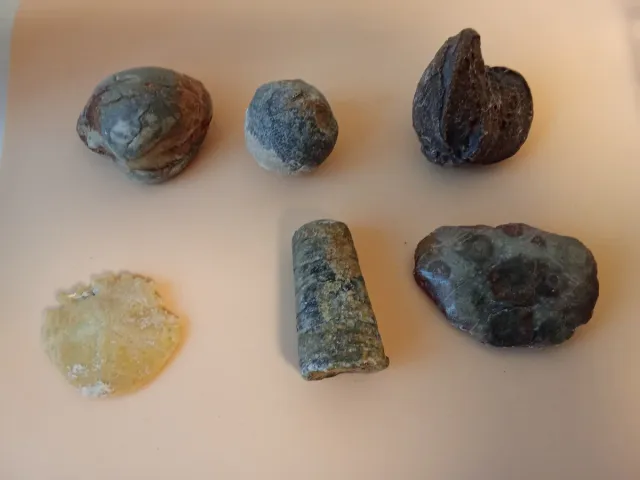 Caja Regalo Fósiles Marinos - 14 Piezas