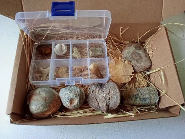 Caja Regalo Fósiles Marinos - 14 Piezas