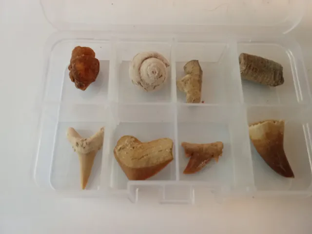 Caja Regalo Fósiles Marinos - 14 Piezas