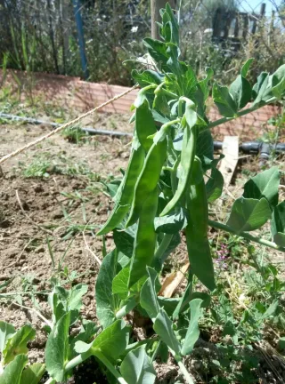 Plazas disponibles en huertos ecológicos Quijorna