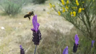 Plazas disponibles en huertos ecológicos Quijorna