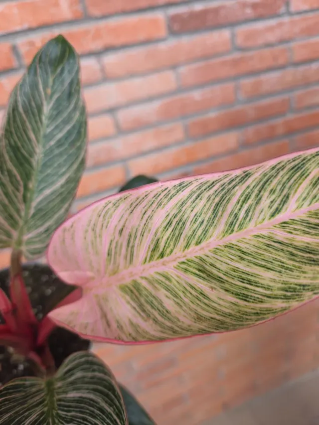 Philodendron Pink Birkin