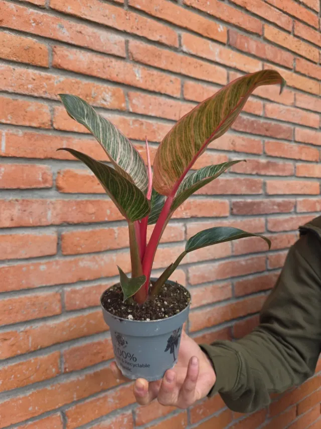 Philodendron Pink Birkin