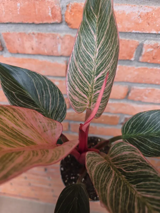 Philodendron Pink Birkin