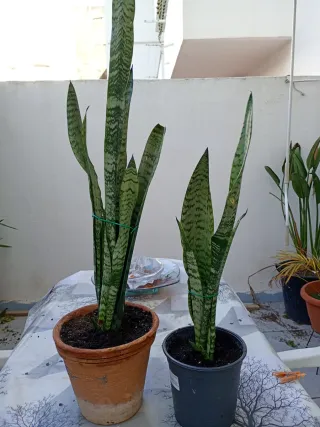 2 Plantas Sansevieria