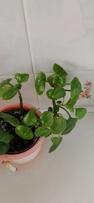 Planta de dinero en maceta