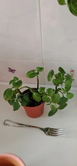 Planta de dinero en maceta