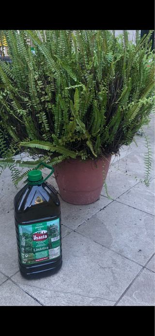 Maceta grande helecho