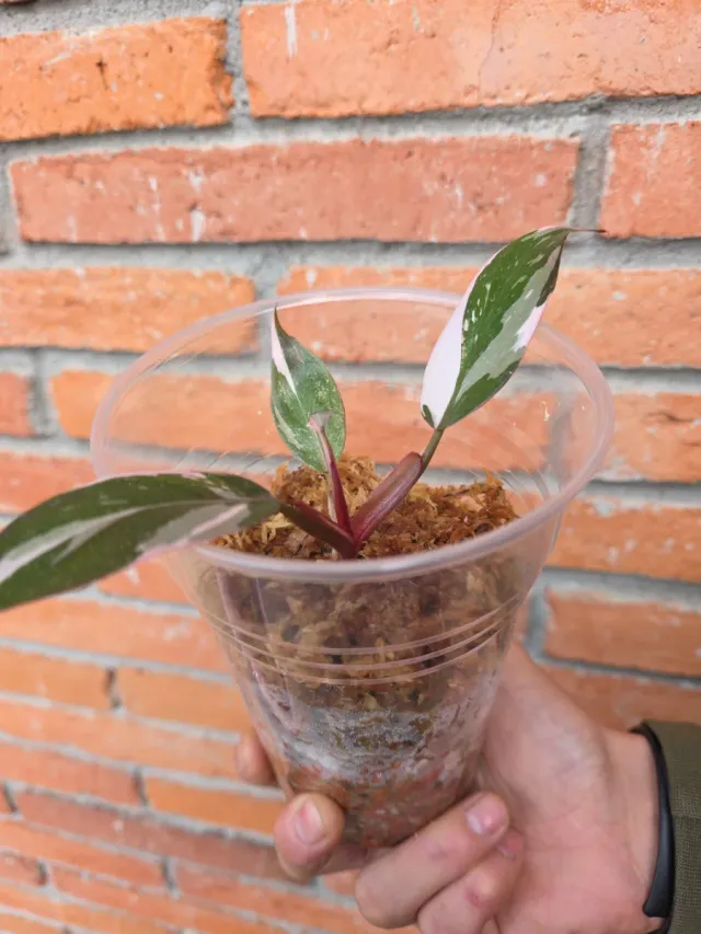 Philodendron Red Anderson