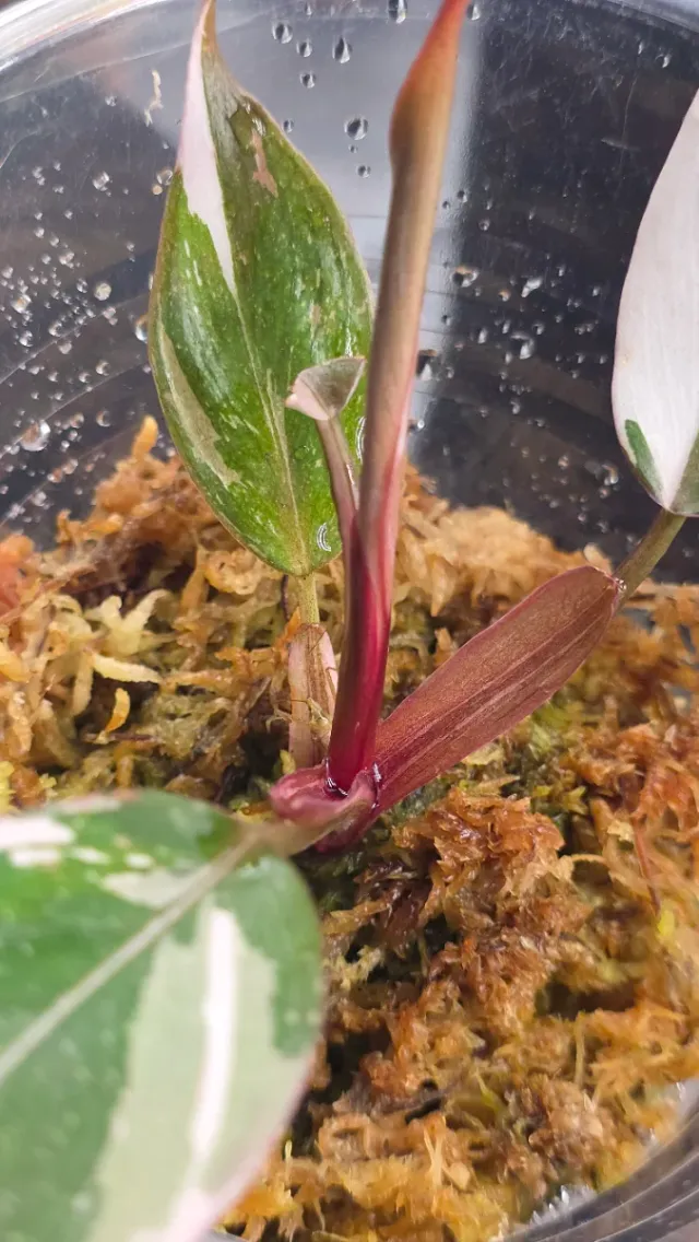 Philodendron Red Anderson