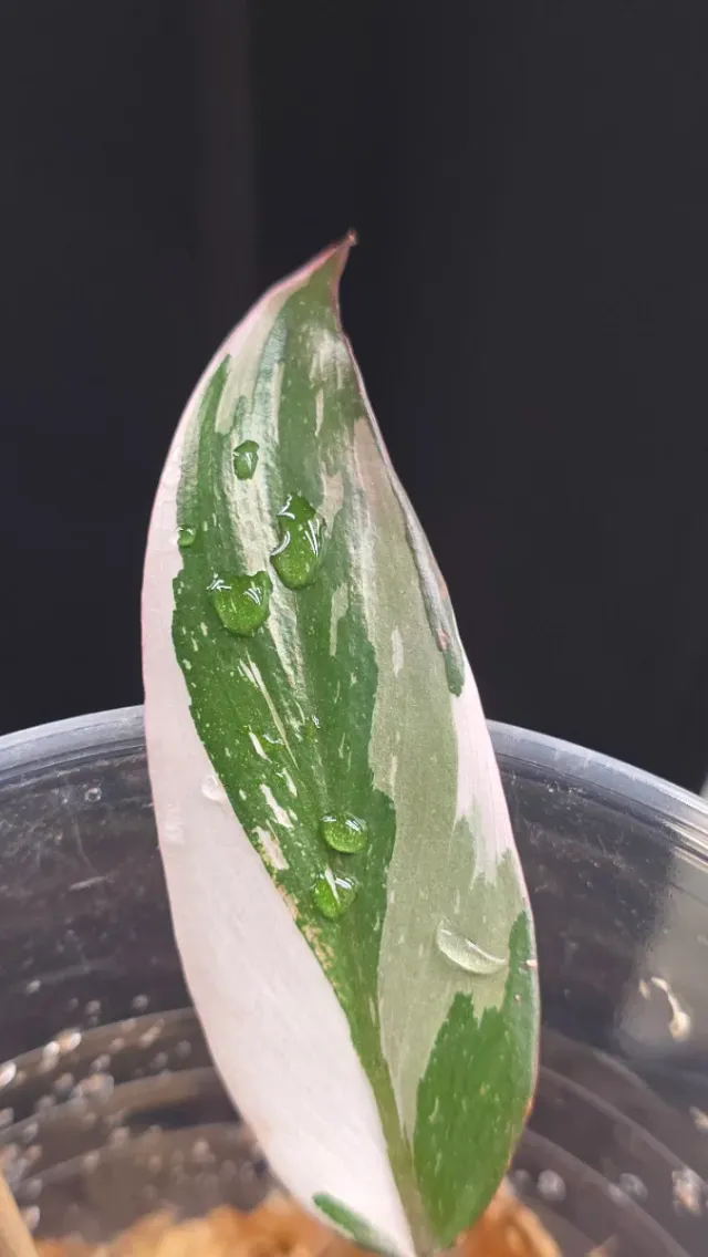 Philodendron Red Anderson