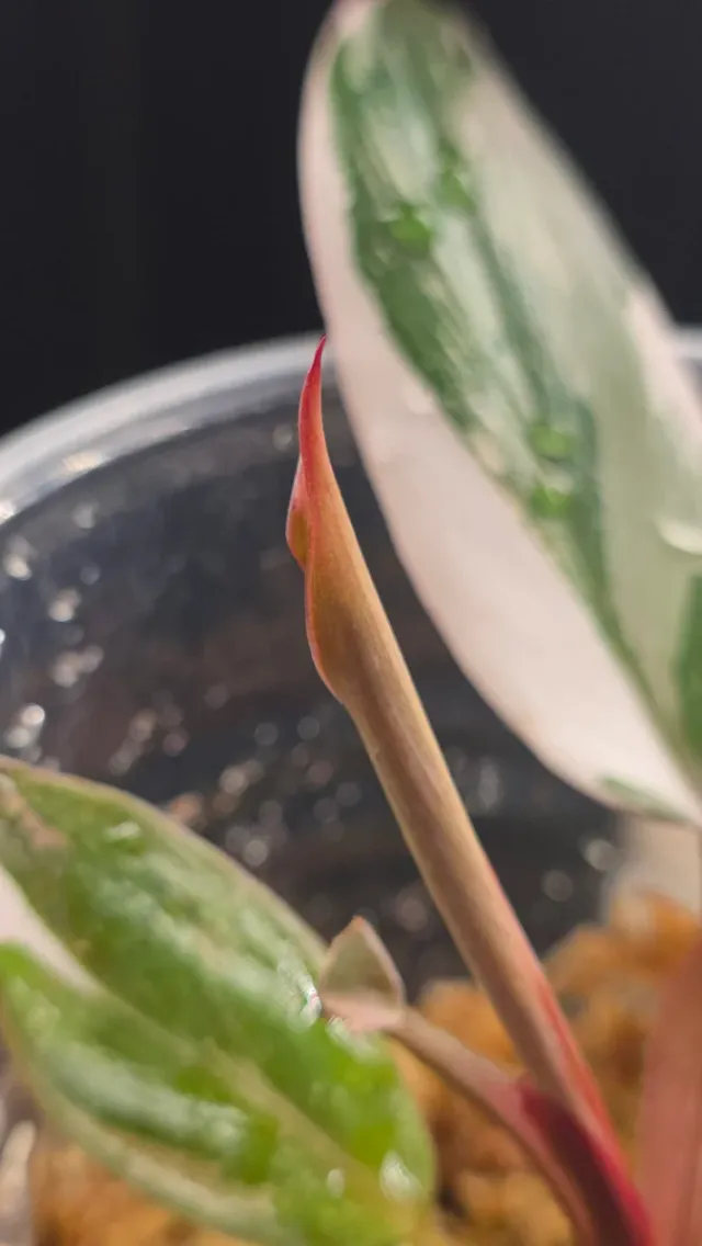 Philodendron Red Anderson