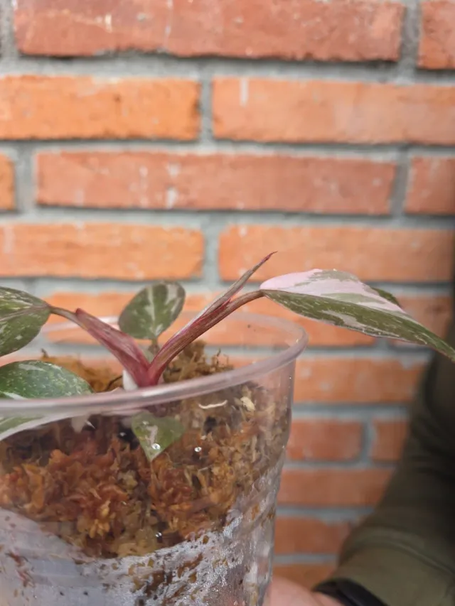 Philodendron Pink Princess