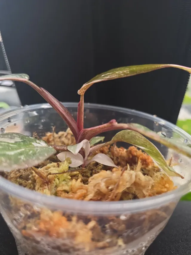 Philodendron Pink Princess