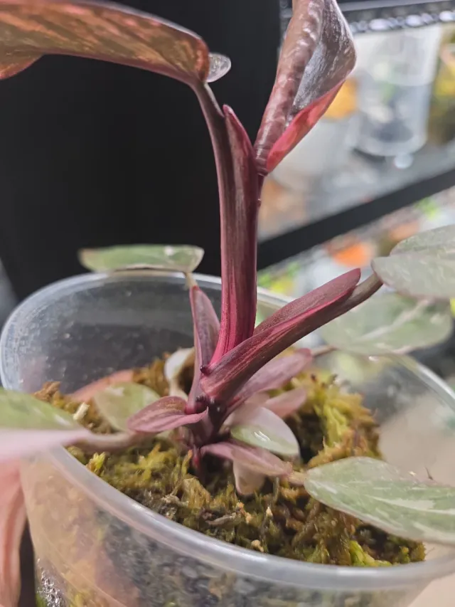 Philodendron Pink Princess