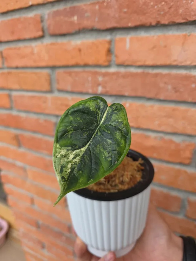 Alocasia Dragon Scale Mint