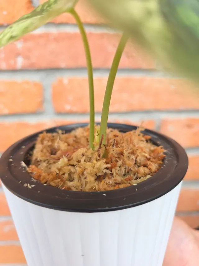 Alocasia Dragon Scale Mint