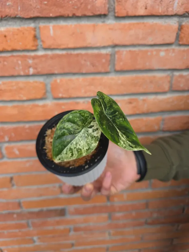 Alocasia Dragon Scale Mint