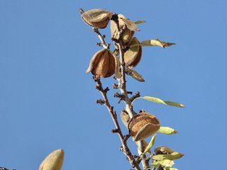 Solar en venta en Gran Via de Colom en Inca
