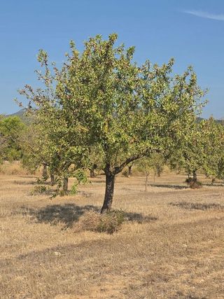 Solar en venta en Gran Via de Colom en Inca