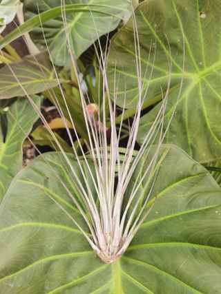 Tillandsia planta aérea